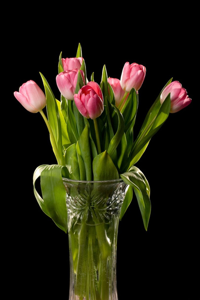 Red-white tulips - Фото, изображение