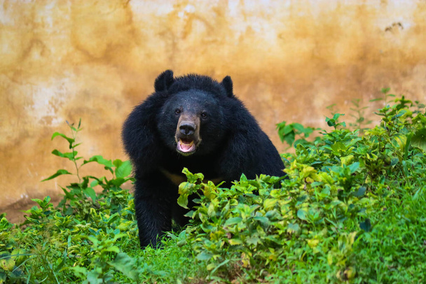 BEAR IN THE JUNGLE LOOKING AT YOU FOR ATTACK - Фото, изображение