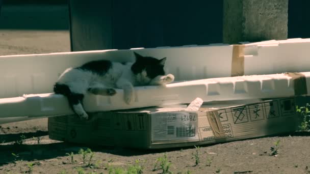 Άγρια ασπρόμαυρη γάτα που κοιμάται - Πλάνα, βίντεο