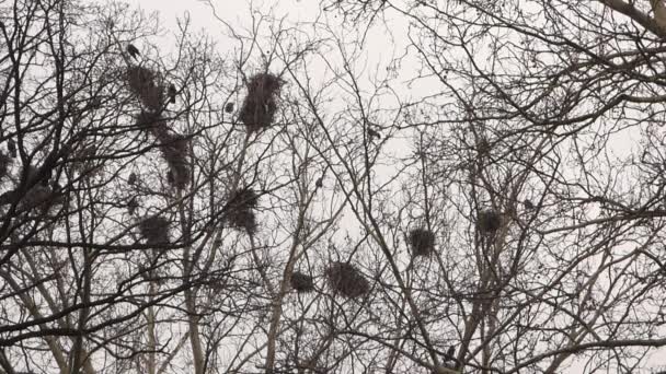 Κοράκια σε φωλιές στο δέντρο - Πλάνα, βίντεο
