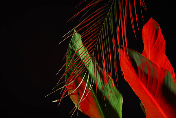 Різні неонові тропічні листя на чорному тлі - Фото, зображення