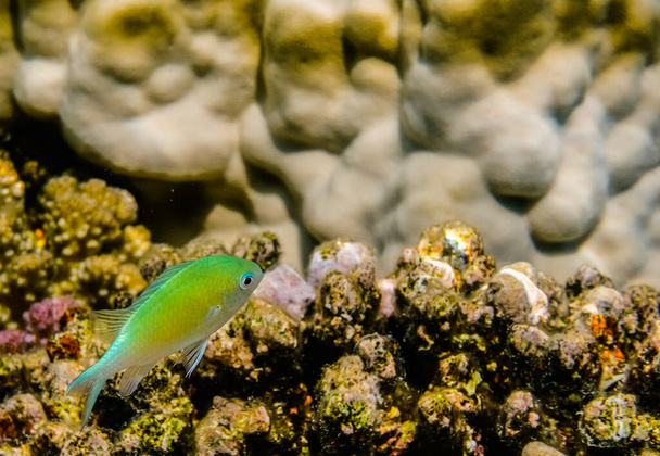 single blue green damselfish on corals in egypt - Photo, Image