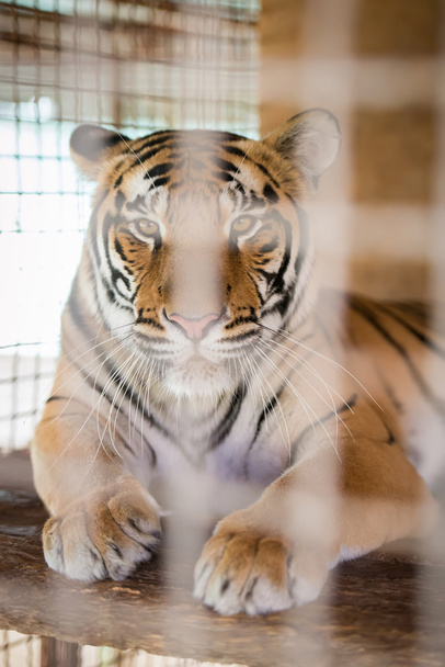 Beautiful tiger closeup - Zdjęcie, obraz