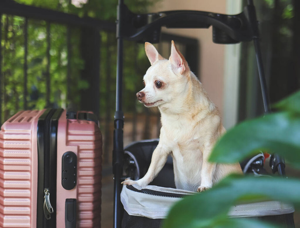Muotokuva ruskea lyhyet hiukset chihuahua koira seisoo lemmikkieläinten rattaat vaaleanpunainen matkalaukku puutarhassa. Hän katsoi poispäin omituisesti. loma ja matkustaa lemmikki käsite - Valokuva, kuva