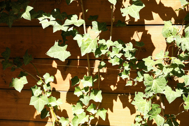 Ivy and sunlight on wooden wall in cafe, outdoors - Photo, Image