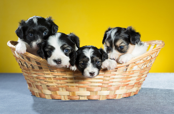 Four small puppy in a basket - Fotoğraf, Görsel