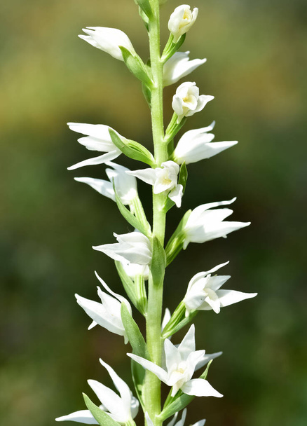 wild plants and flowers. wild white orchid photos - Photo, Image