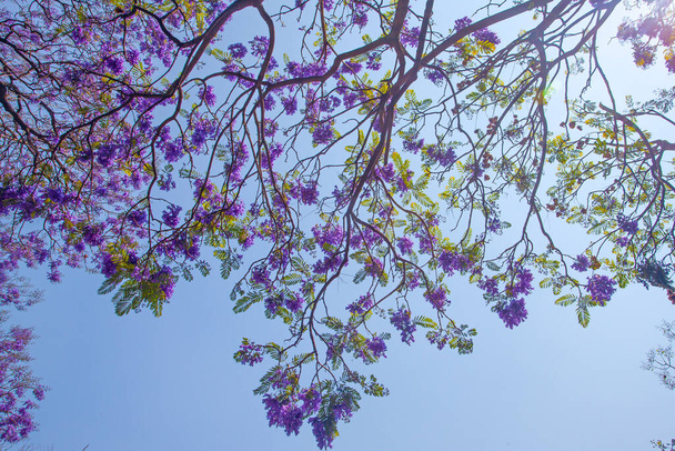 Fiori viola di Jacaranda che sbocciano contro il cielo blu, Messico - Foto, immagini