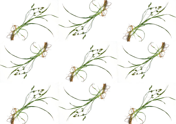 Un collage de fotografías de varios mechones de hierba sobre un fondo blanco que se repite nueve veces. - Foto, Imagen