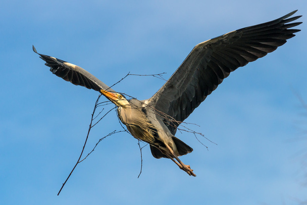 kuş gri balıkçıl - Fotoğraf, Görsel
