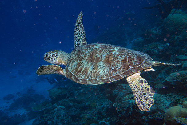 tartaruga che viene a voi sott'acqua
 - Foto, immagini