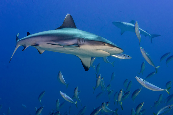 Szürke cápa cápa készen áll a támadásra víz alatti közelről portré - Fotó, kép