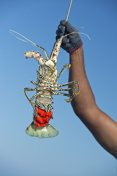 Mão de velho em um barco de pesca segurando uma lagosta
 - Foto, Imagem