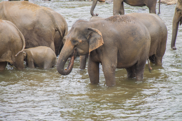 Drinken olifant in Lake - Foto, afbeelding