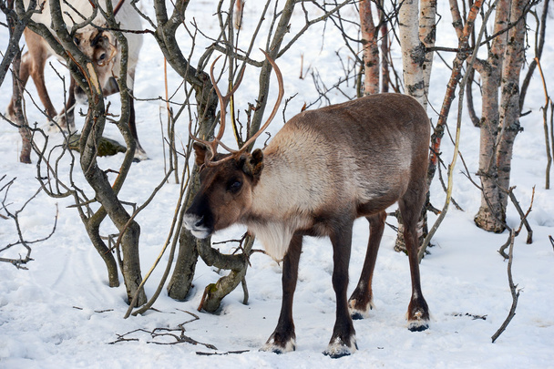 У вітчизняних оленя в його середовищем у Скандинавії - Фото, зображення