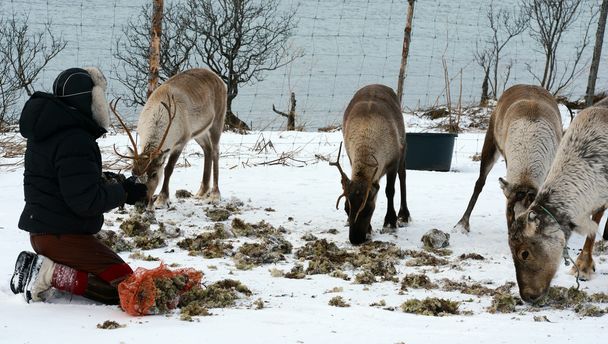 Cerf domestique du Nord dans son environnement en Scandinavie
 - Photo, image