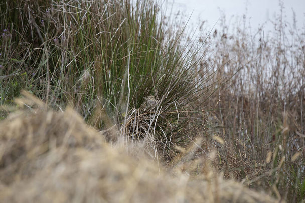 Gorrión de sabana (Passerculus sandwichensis) mirando por encima de su hombro con cautela desde la hierba seca cerca del agua - Foto, imagen