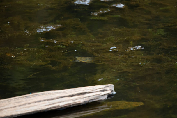 Young red-eared slider turtle (Trachemys scripta elegans) diving under algae - Photo, Image