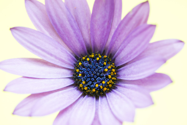 Flor púrpura
  - Foto, imagen
