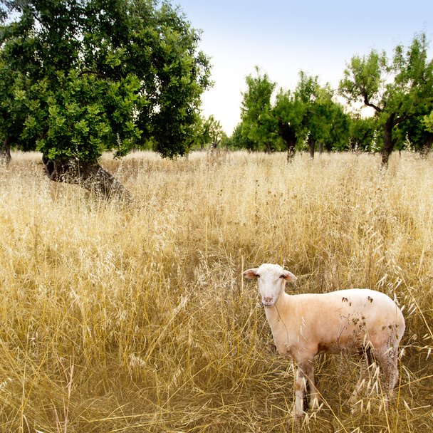 Mediterranean sheep on wheat and almond trees field - Photo, Image