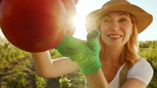 Een charmante glimlachende vrouw van middelbare leeftijd verbouwt groenten en controleert de oogst. Een tevreden dame scheurt af en demonstreert met zorg een tak rijpe tomaten. Het concept van gelijktijdige arbeid als - Video