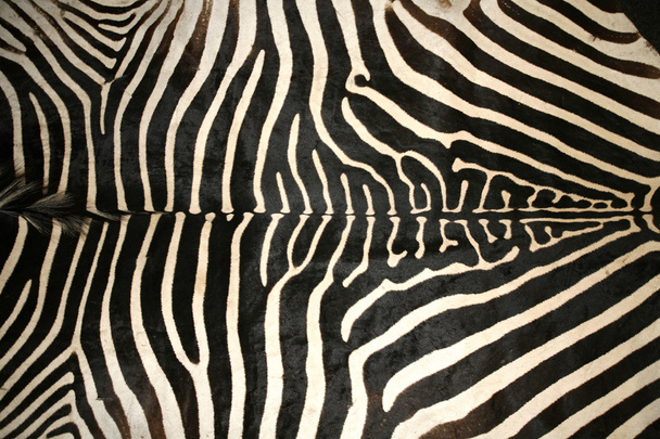 Macro immagine di una texture della pelle zebra come sfondo
 - Foto, immagini