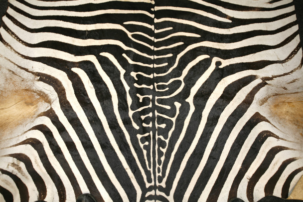 Modello di struttura in bianco e nero di una pelle zebra originale
  - Foto, immagini