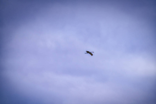 Grúas de Sandhill vuelan a través de un cielo nublado y tormentoso durante la migración - Foto, imagen