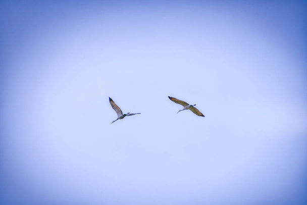 Sandhill-Kraniche fliegen während der Migration durch einen wolkenverhangenen, stürmischen Himmel - Foto, Bild