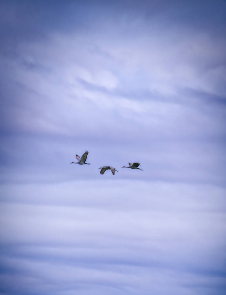 Grúas de Sandhill vuelan a través de un cielo nublado y tormentoso durante la migración - Foto, imagen