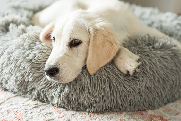 Ένα κουταβάκι γκόλντεν ριτρίβερ αναπαύεται σε ένα κρεβάτι σκύλου. Κατοικίδιο κατοικίδιο. - Φωτογραφία, εικόνα