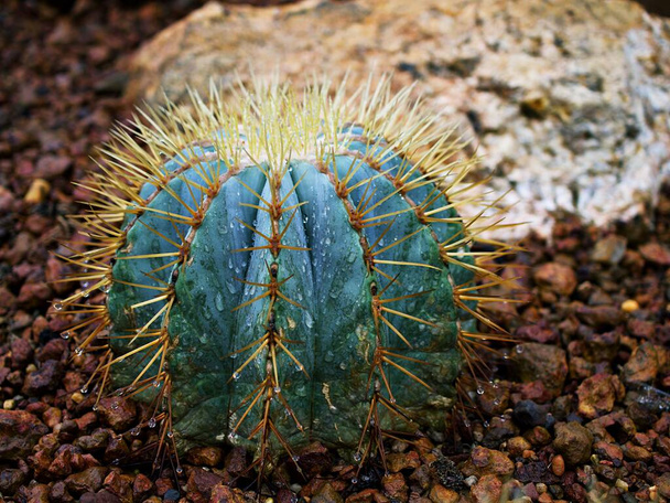 Cactus Ferocactus Glaucescens, Glaucous Barrel cactus, Ferokaktus sinewy, Blue barrel cactus in famiglia Cactaceae, Biznaga Barril Azul, Caryophyllales ed è endemico del Messico centro-orientale - Foto, immagini