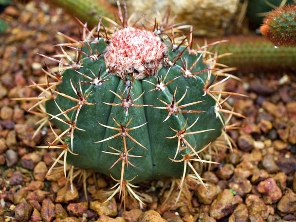 Cactus Ferocactus Glaucescens, Glaucous Barrel cactus, Ferokaktus sinewy, Blue barrel cactus in famiglia Cactaceae, Biznaga Barril Azul, Caryophyllales ed è endemico del Messico centro-orientale - Foto, immagini