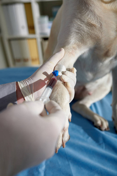 Κοντινό πλάνο εικόνα του γιατρού που λαμβάνει δείγμα αίματος από το πόδι του σκύλου λαμπραντόρ - Φωτογραφία, εικόνα