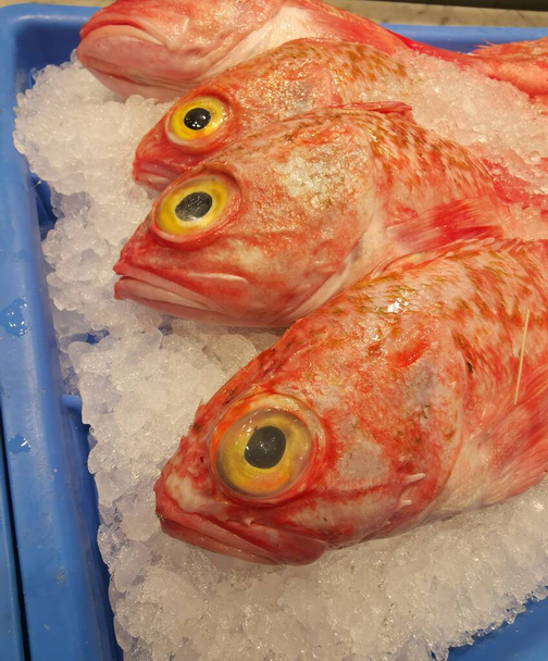 Bigeye ocean or sea perch or helicolenus barathri on display on ice for sale. High quality photo - Photo, Image