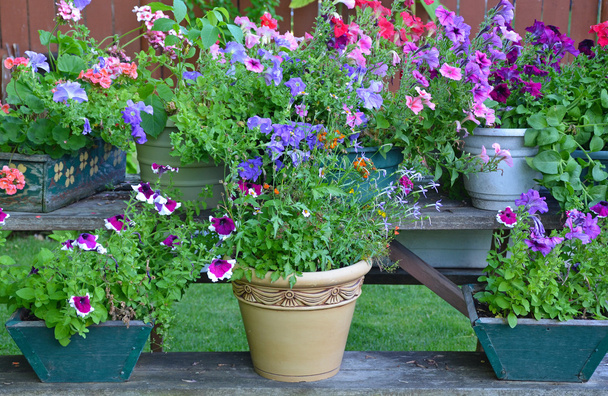 Coloridos plantadores de flores de verano
 - Foto, Imagen