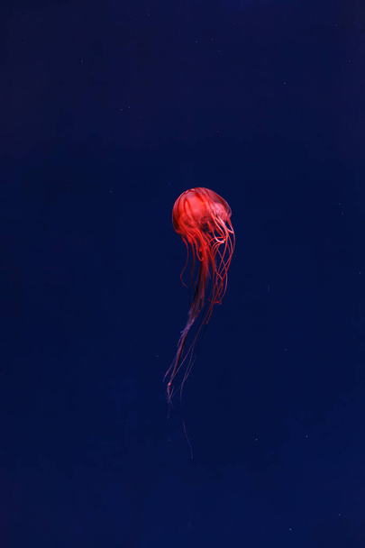 fotografía submarina de bellas medusas japonesas ortiga de mar chrysaora pacifica de cerca - Foto, Imagen