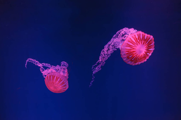 tiro subaquático de águas-vivas bonitas Chrysaora hysoscella close-up - Foto, Imagem