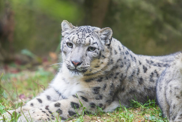 Iso leopardimainen kissa Irbis - Panthera uncia on makuulla ja lepää. - Valokuva, kuva