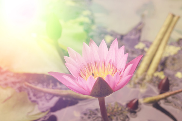 Sanat yüksek ışık, güzel lotus çiçeği doğal arka plan, retro - Fotoğraf, Görsel