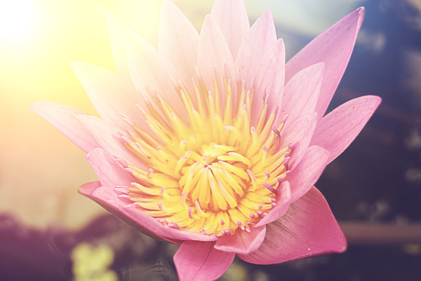 Kunst hohes Licht, schöne Lotusblume natürlichen Hintergrund, Retro - Foto, Bild