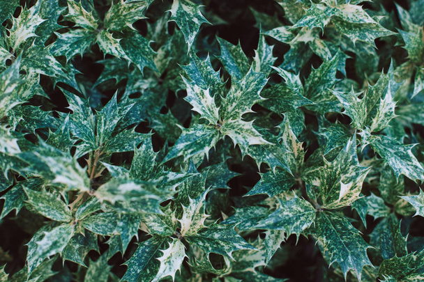 新鮮な緑色のホリーの葉(アレックスのアクアリオリウム)は夏の庭で. 選択的な焦点。 クローズアップ. - 写真・画像