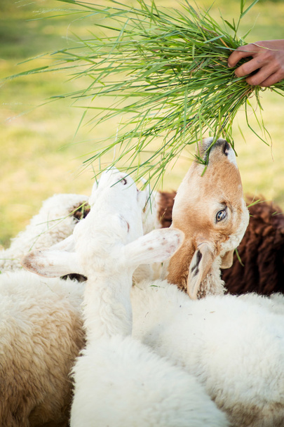 ovce v hospodářství - Fotografie, Obrázek