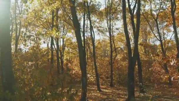 Images ralenties de beaux arbres d'automne colorés. Forêt dorée au coucher du soleil. - Séquence, vidéo