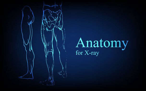 Anatomie humaine à l'avant sur la vue des rayons X. Anatomie connexion du corps humain, bannière médicale, éducative ou scientifique sur fond bleu futuriste, illustration vectorielle dessinée à la main - Vecteur, image