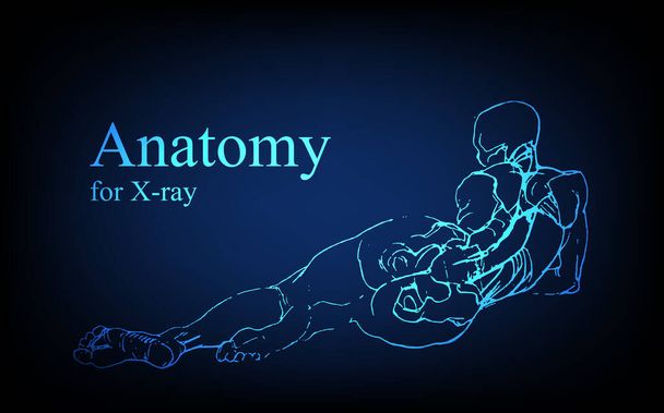 Die menschliche Anatomie im Röntgenbild. Anatomie menschliche Körperverbindung, medizinisches, pädagogisches oder naturwissenschaftliches Banner auf futuristischem blauen Hintergrund, Vector handgezeichnete Illustration - Vektor, Bild