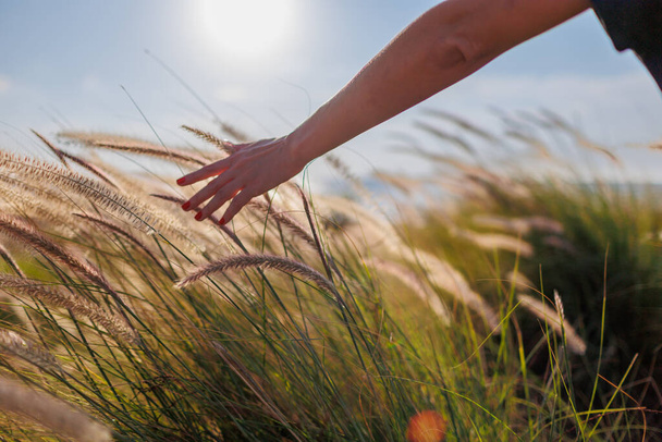 Χέρι γυναίκας πάνω από το ψηλό γρασίδι και το αγγίζει ενώ περπατά μέσα από τα χωράφια στον ήλιο ανατέλλει το φως σε ένα πρωί - Φωτογραφία, εικόνα