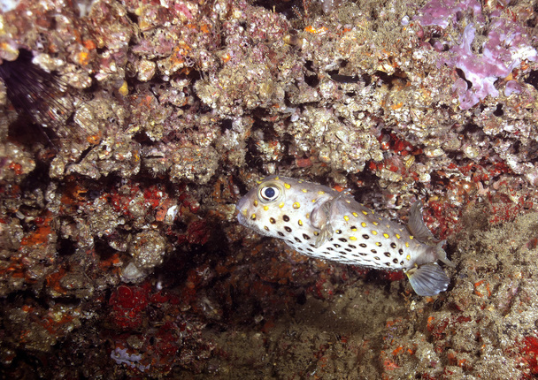 Köşeye sıkışmış gibi Porcupinefish - Fotoğraf, Görsel