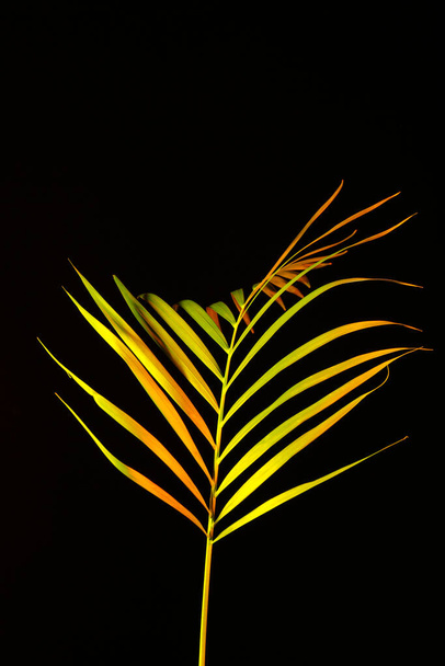 Neon trooppinen lehti mustalla pohjalla - Valokuva, kuva