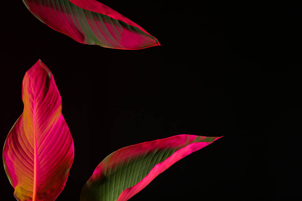 Neon tropical leaves on black background - Photo, Image